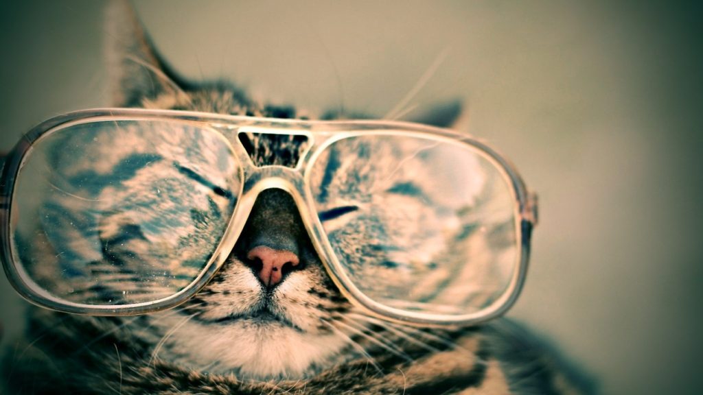 Tabby cat in clear glasses.