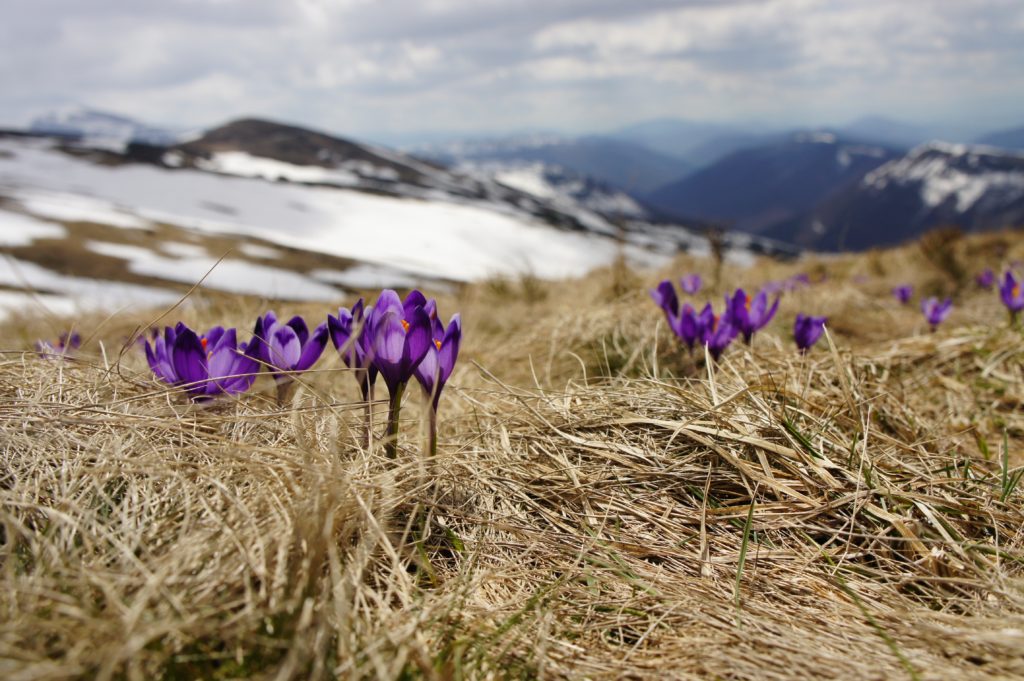 Snow on mountains and purple flowers blooming.