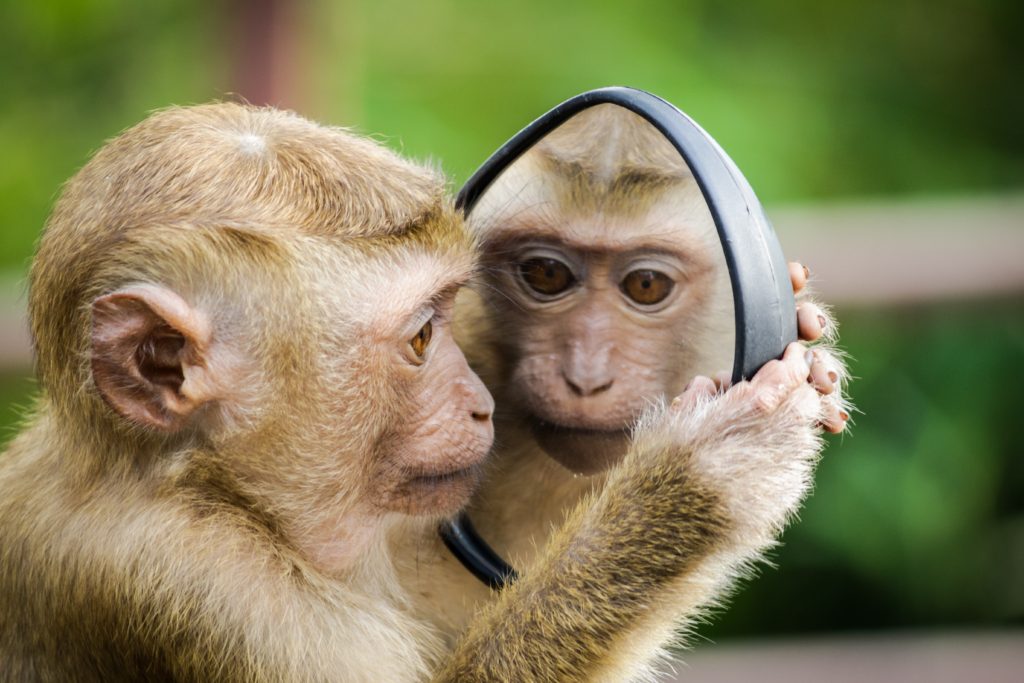 Monkey looking into mirror