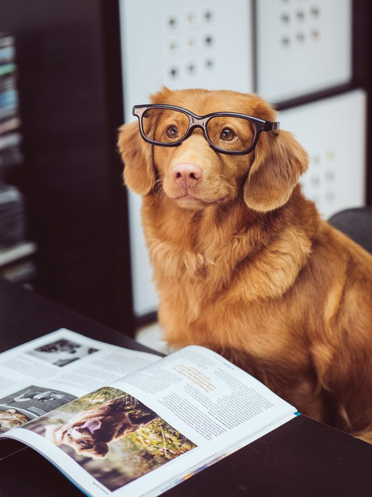 Dog with glasses and book.
